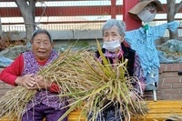 케어팜활동 (고구마캐기, 벼수확 관찰)