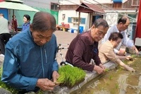모내기