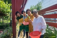 6월 11일 케어팜활동( 상추뽑기)