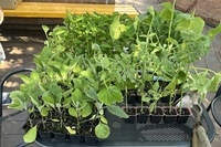 5월 14일 케어팜활동( 가지.토마토. 고추. 참외) 모종심기 